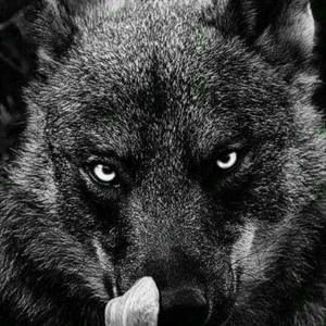 Meet your Posher, Denard